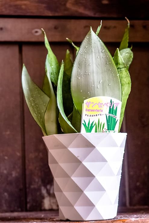 Amazon 観葉植物 サンスベリア 鉢植え 空気清浄効果 鉢花 インテリアグリーン インドアグリーン フラワーギフト 父の日 サマーギフト 開店祝い 新築祝い 誕生日祝い ムーンシャイン 4 5寸 観葉植物 オンライン通販