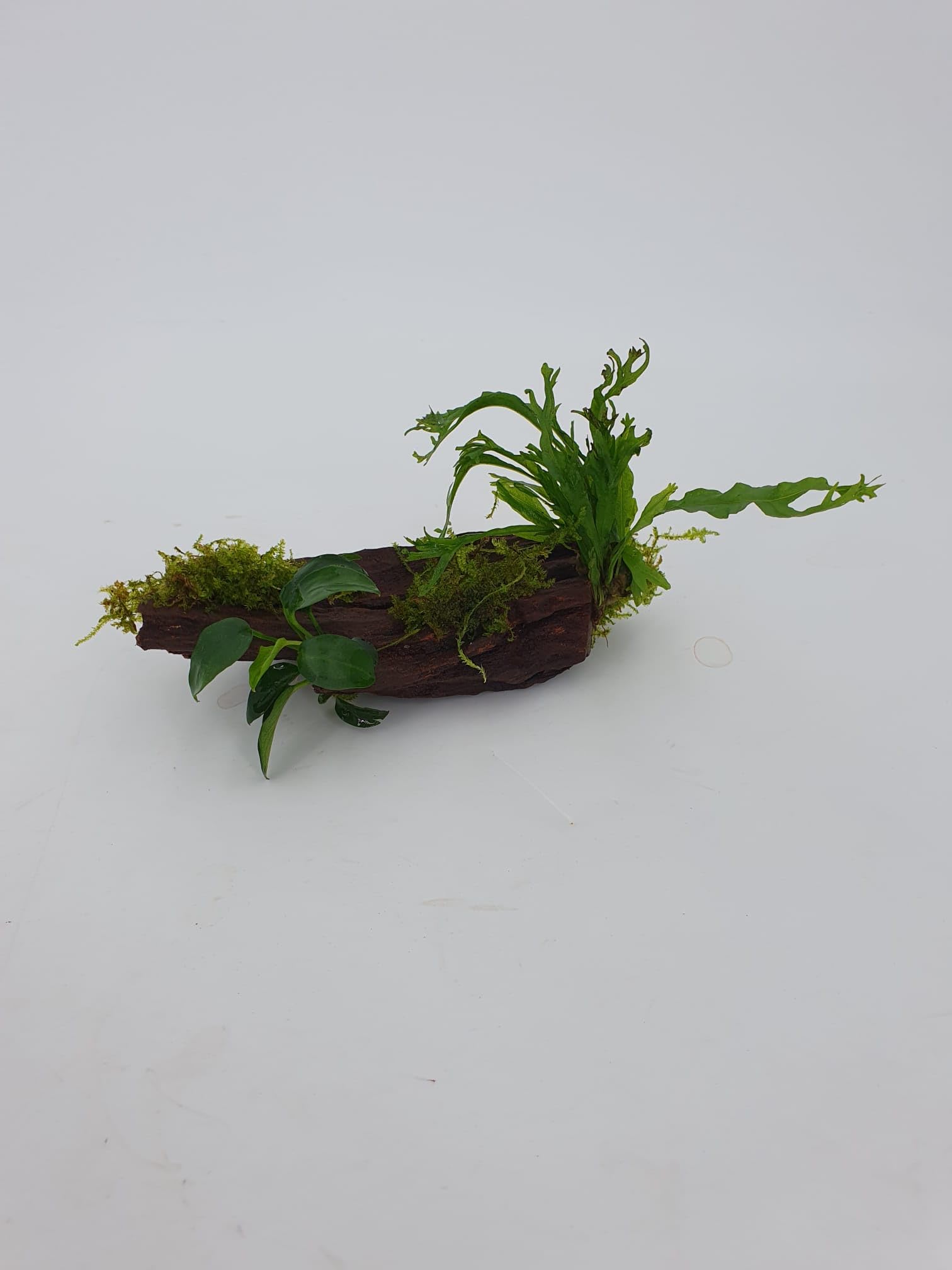 Mangrove Wurzel fr Nanobecken mit echtem Farn oder Anubias uns Moos  bepflanztGre ca. 10-15 cm : Amazon.de: Haustier