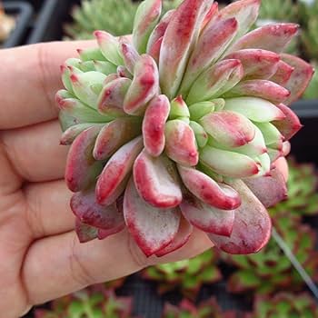 Amazon.co.jp: 多肉植物 シャインブライト 大苗 韓国苗 美苗 農園直売