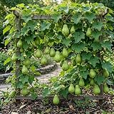 Chayote Plants Live Chayote Squash Vegetable Plant 5-7 Inch Tall in Gal Pot