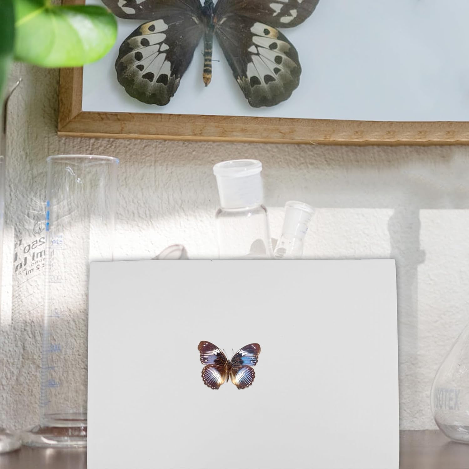 EVA Insect Pin Display Board for Butterfly and Bug Specimens