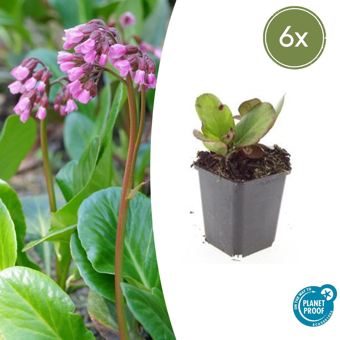 Bergenia Cordifolia 'Herbstblüte' Bodendecker, Garten, Rosa, 6er Set