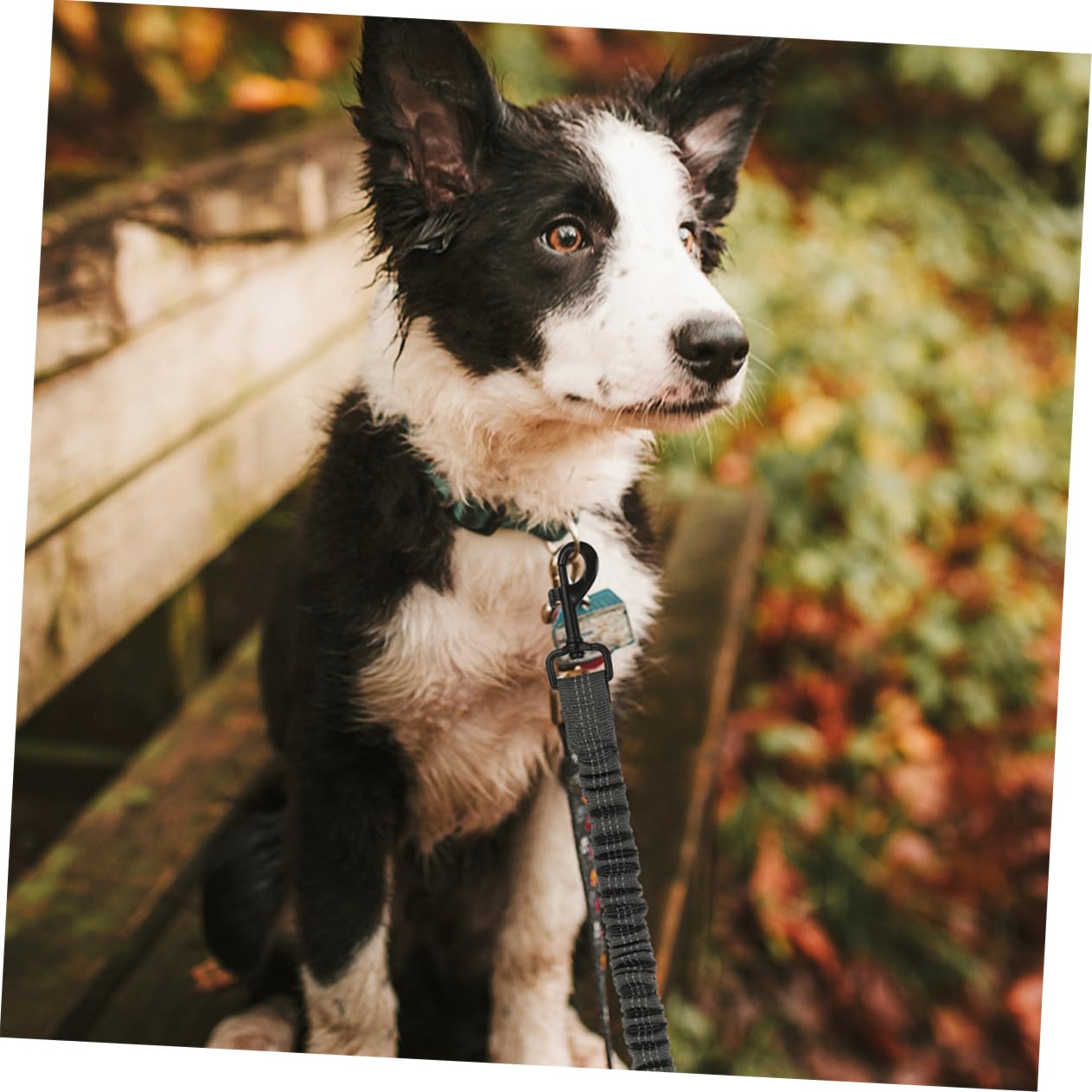 TOYANDONA 3pièces Laisse Double pour Chien Lot de Réfléchissante pour Promenade Extérieure Solide Résistante pour Chiot Et Chien De Compagnie