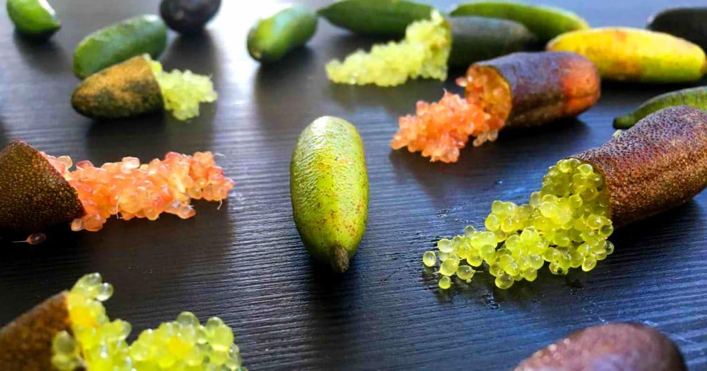 Vivaio Garden Forest - Pianta di limone caviale rosso (finger lime) - citrus australasica, albero da frutto unico, limone caviale pianta in vaso 18cm