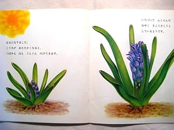 【コレクター向き】美品　ひやしんす 　かがくのとも特製版　福音館書店 Amazon.co.jp: ひやしんす (かがくのとも傑作集 6) : 平山 和子: 本