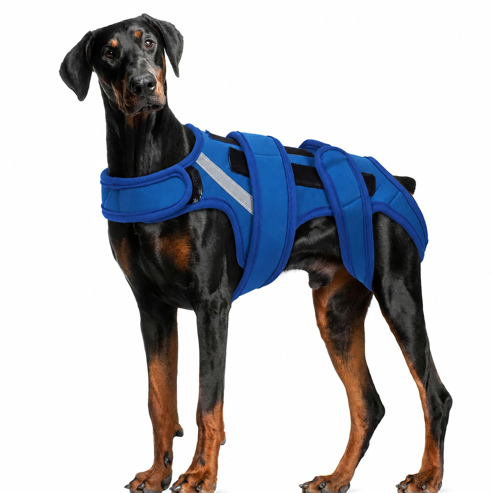 Hjyokuso Dog Back Brace 2XL, Adjustable Spine Support Vest for IVDD, Slipped Disc, Herniated Disc, Arthritis, Post Surgery Recovery, Back Pain Relief for Dachshund,Corgi Blue