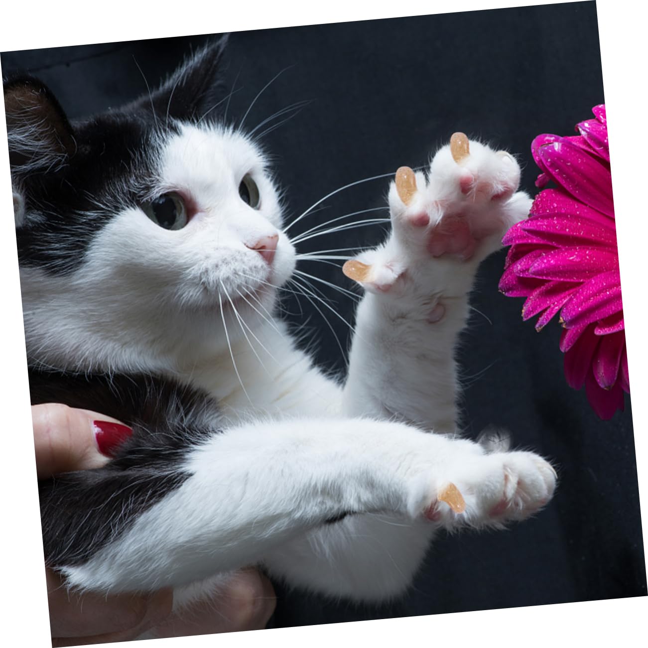 SUPVOX 300 Pièces Ensemble D'Ongles pour Animaux De Compagnie Capuchons De Griffes Capuchons D'Ongles pour Animaux De Compagnie Capuchons D'Ongles De Chat Couvre-Griffes De Chat