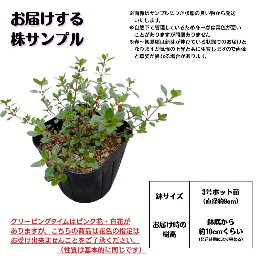 Amazon.co.jp: 《 クリーピングタイム 苗 》 グランドカバー タイム