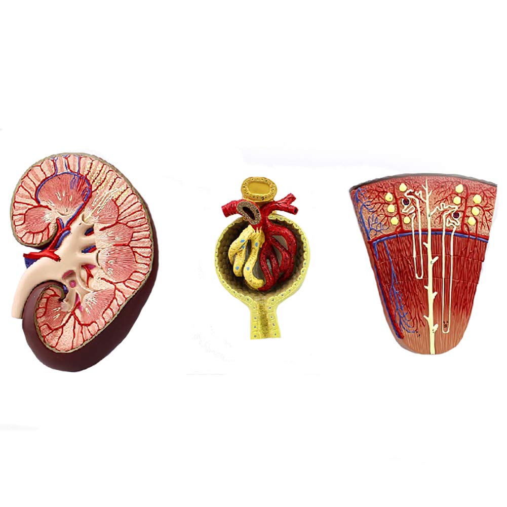 Buy Glomerular Amplification Model Medical Urology Medical Teaching