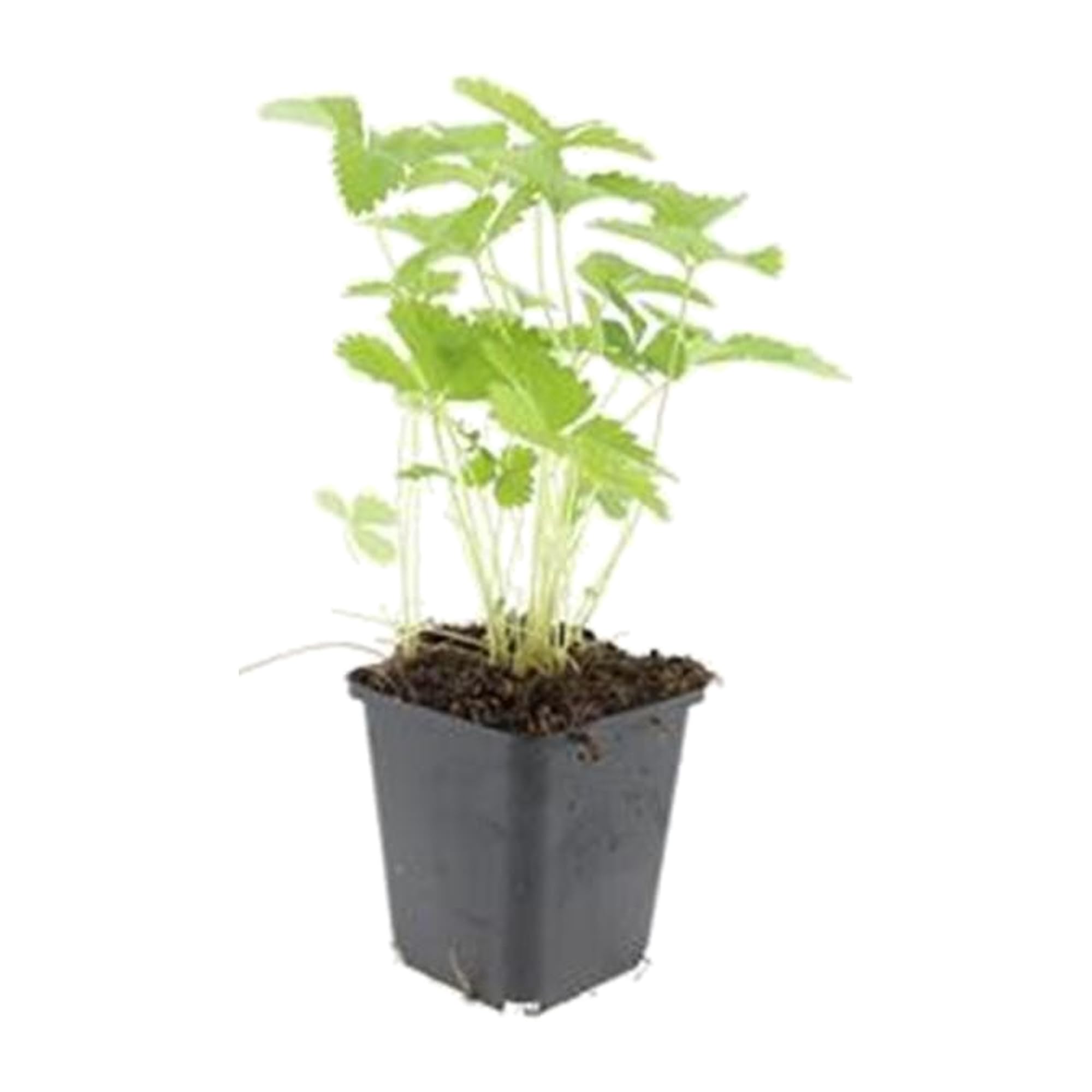 Fragola di Bosco Fragaria Vesca, per Bordure e Giardino, Set 60 Pezzi, Ø9cm