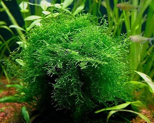 Java Moss - Easy Live Fresh Water Aquarium Plants by Aquarium Plants Discounts