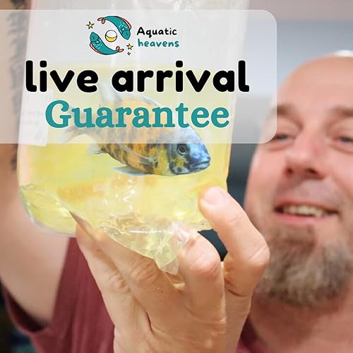 Leopard Sailfin Pleco (4 Fish Pack) Aquarium Exotic Freshwater Live Fish