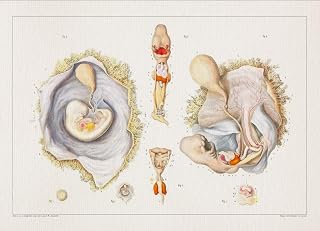 Anatomy PLACENTA CERVIX FETUS print SRA3 12x18 conqueror laid paper