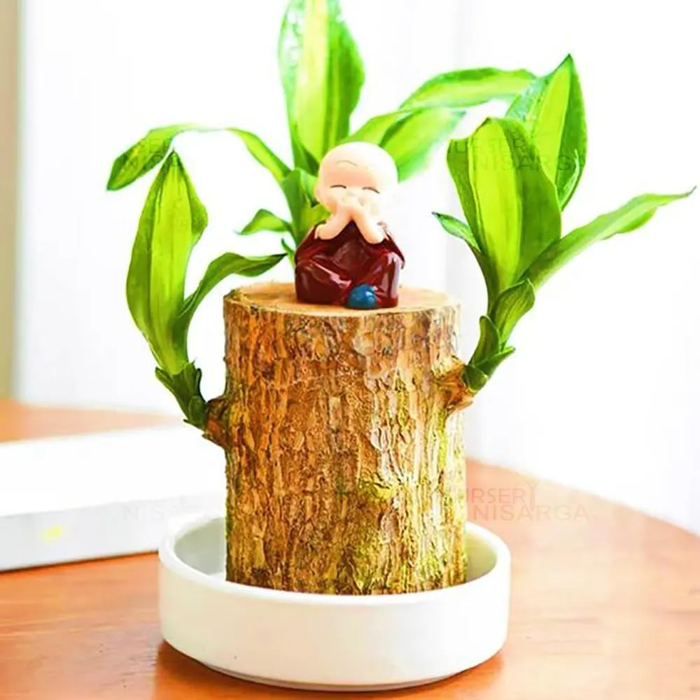 See full amazon price history chart for Andhagnai Greens Bamboo Lucky Wood Good Luck Live Plant | Healthy Indoor Live Lucky Brazilian Wood Plant With Pot And Free Little Monk Buddha Statue Plant for Living Room Andhagnai Greens Bamboo Lucky Wood Good Luck Live Plant | Healthy Indoor Live Lucky Brazilian Wood Plant With Pot And Free Little Monk Buddha Statue Plant for Living Room (B0DHD521FM) Amazon Price History, Amazon Price Tracker
