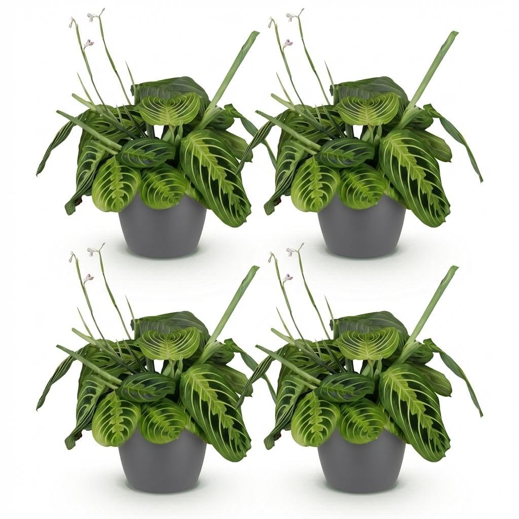 Maranta Fascinator Lemon Lime, zestaw 4 roślin pokojowych z szarą doniczką, Ø 12 cm, wysokość ok. 25 cm, zielona roślina modlitewna, przyjazna dla zwierząt domowych, łatwa w pielęgnacji