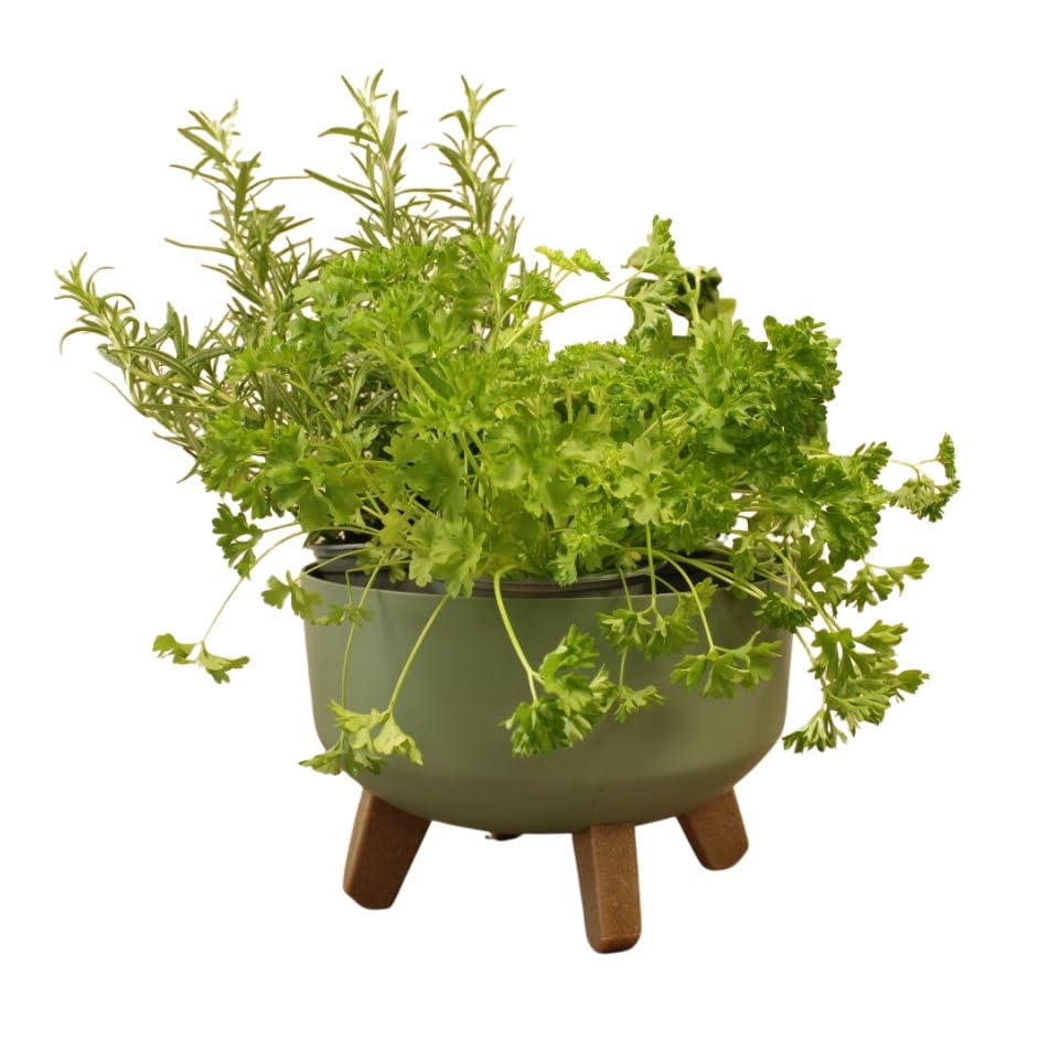 Gardening Naturally Indoor Plant Pot Zinnia Stylish and Durable Planter for Houseplants (Low Pot 24cm - Green)