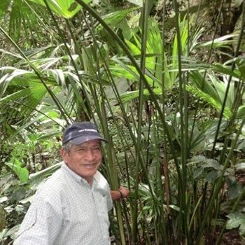 Amazon.co.jp: ペルー製最高級パナマハット 天然トキア草100