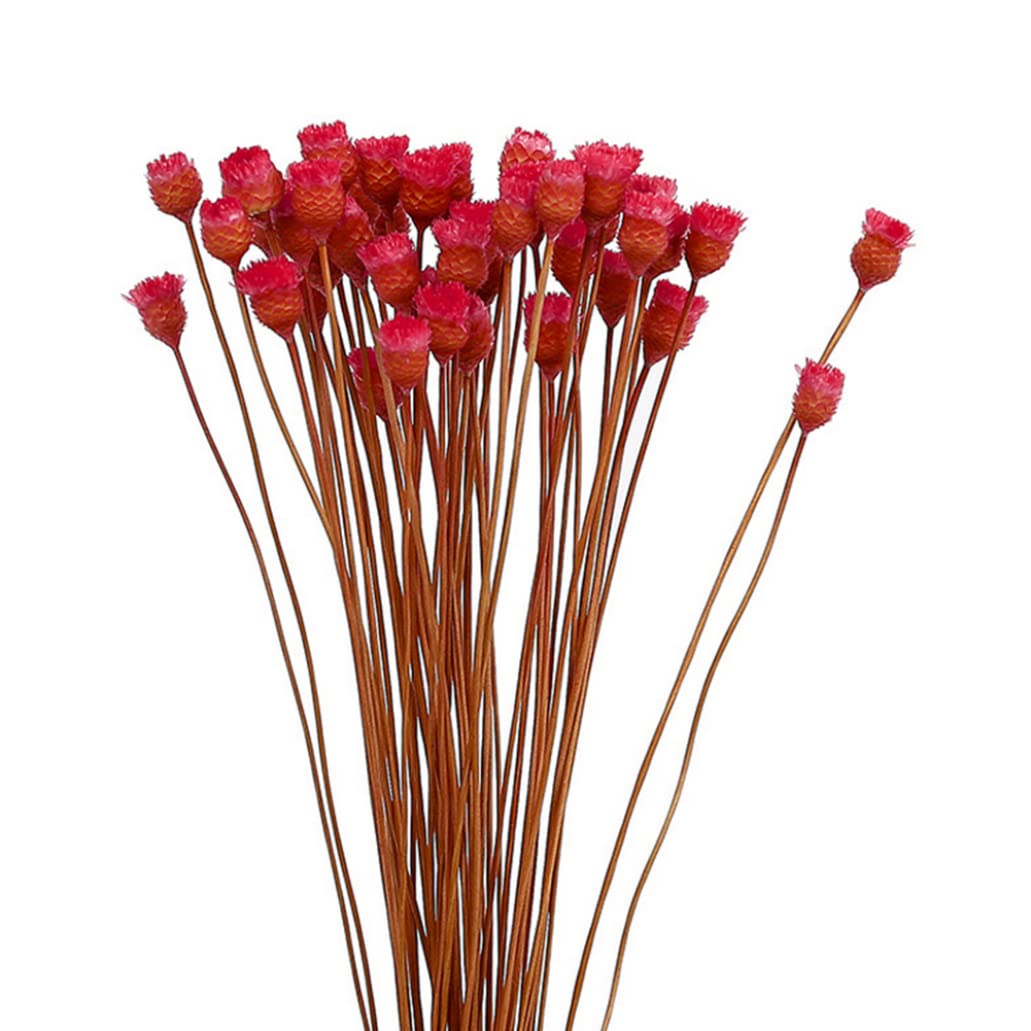 Dagllgew Red Dried Daisy Bouquet Natural Dry Flowers Decoration In Vase Table Floral 50 Stems Natural Dry Flowers Dried Flower Bouquet