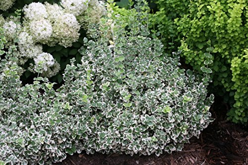 4.5 In. Qt. White Album Wintercreeper (Euonymus) Live Shrub, Green And White Foliage #TOP3