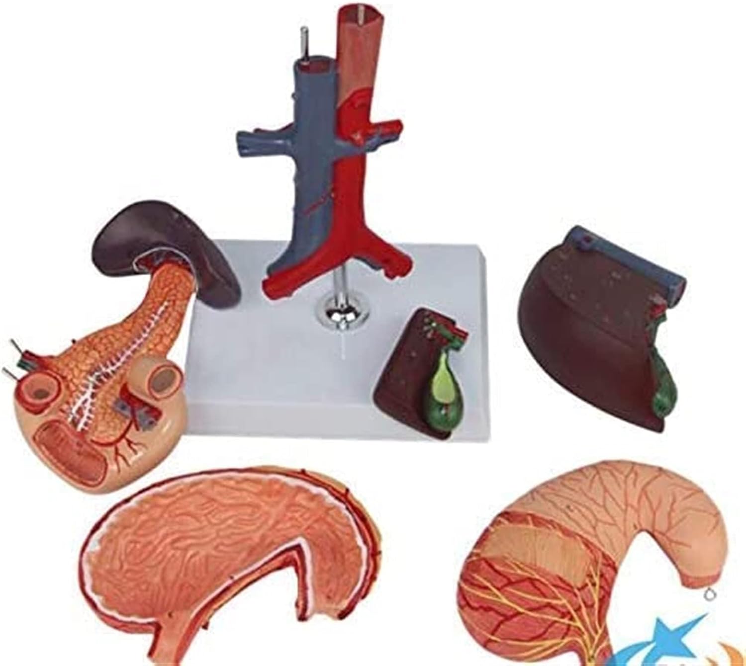 Medical Model, Detachable Liver Anatomical Model Medical 6 Pieces Human Stomach, Liver, Gallbladder, Pancreas, Duodenum Model gastroenterology