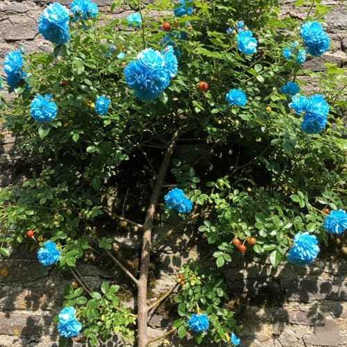 Image of Climbing Rose Hybrid Seeds Pack - Large Flowers- 70 Easy-to-Grow Seeds for Vibrant Blooms, Suitable for All Indian Climates (CYAN)