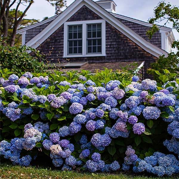 Endless Summer® The Original Reblooming Hydrangea, 3 Gallon - No Shipping to AK, AZ, HI