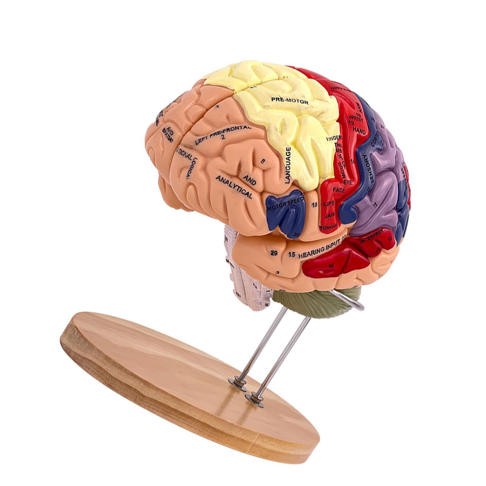 Modelo de Cerebro Humano para Aprender a enseñar tamaño Doble ampliado con áreas funcionales Desmontables para Estudio de anatomía Estudio en el