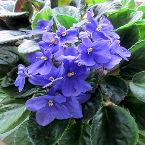 Miniatura 4 de Blue African Violets - Plantas vivas de color violeta africano, 4 en maceta, 4 a 6 pulgadas de largo