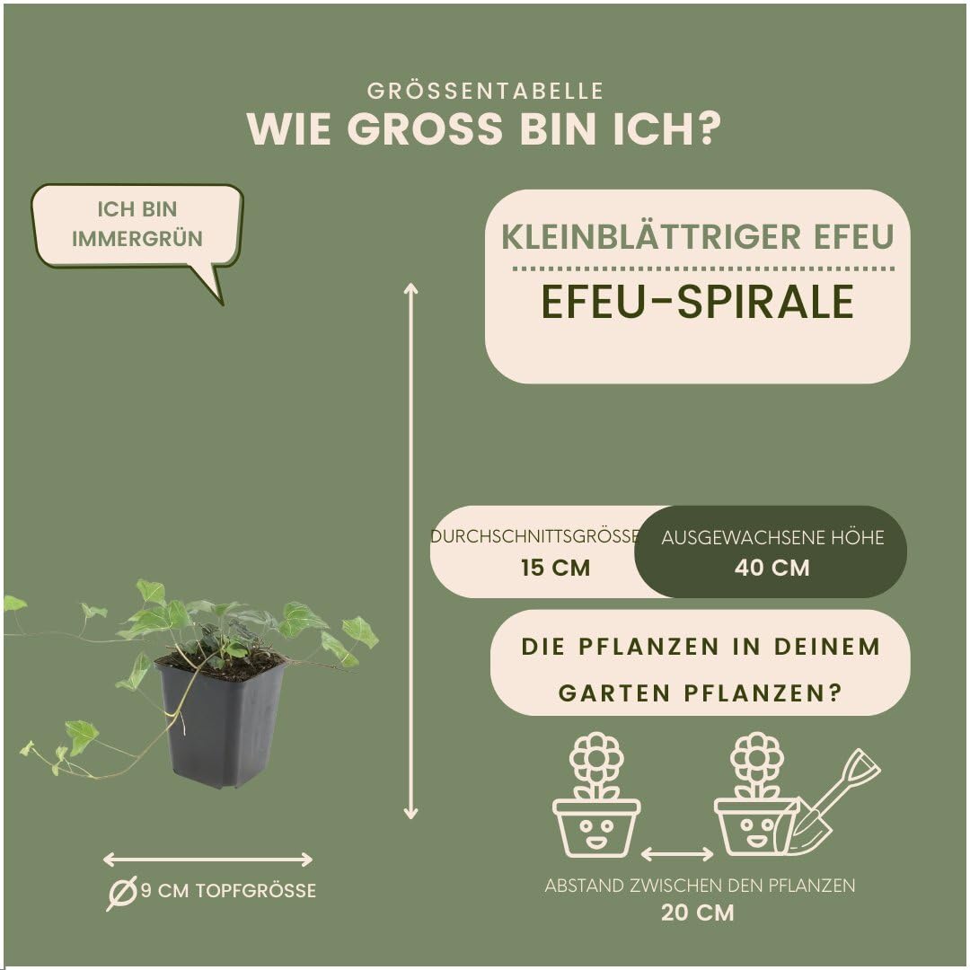 Plants by Frank | 6 Efeu Pflanzen | Hedera Helix 'Glacier' |  Kletterpflanzen Winterhart Mehrjhrig | Weigrner Efeu | Bodendecker |  Stauden | Immergrn | Gartenpflanzen : Amazon.de: Garten