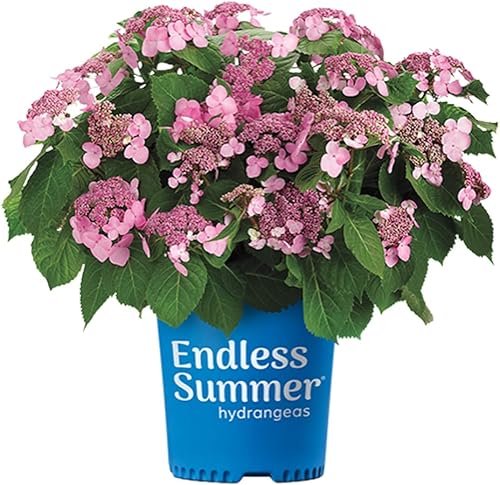 Miniatura 8 de The Original Endless Summer Hydrangea - 3 galones - Flores de rosa a azul - Arbusto caducifolio - Zonas de resistencia 4-9 - Hydrangea macrophylla