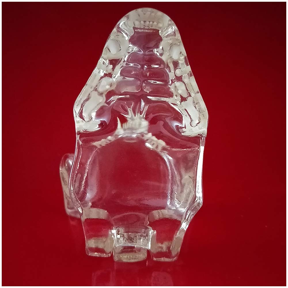 Modello di denti di gatto – modello trasparente per studio veterinario display insegnamento, forniture di laboratorio – Modello anatomico medico di denti di gatto
