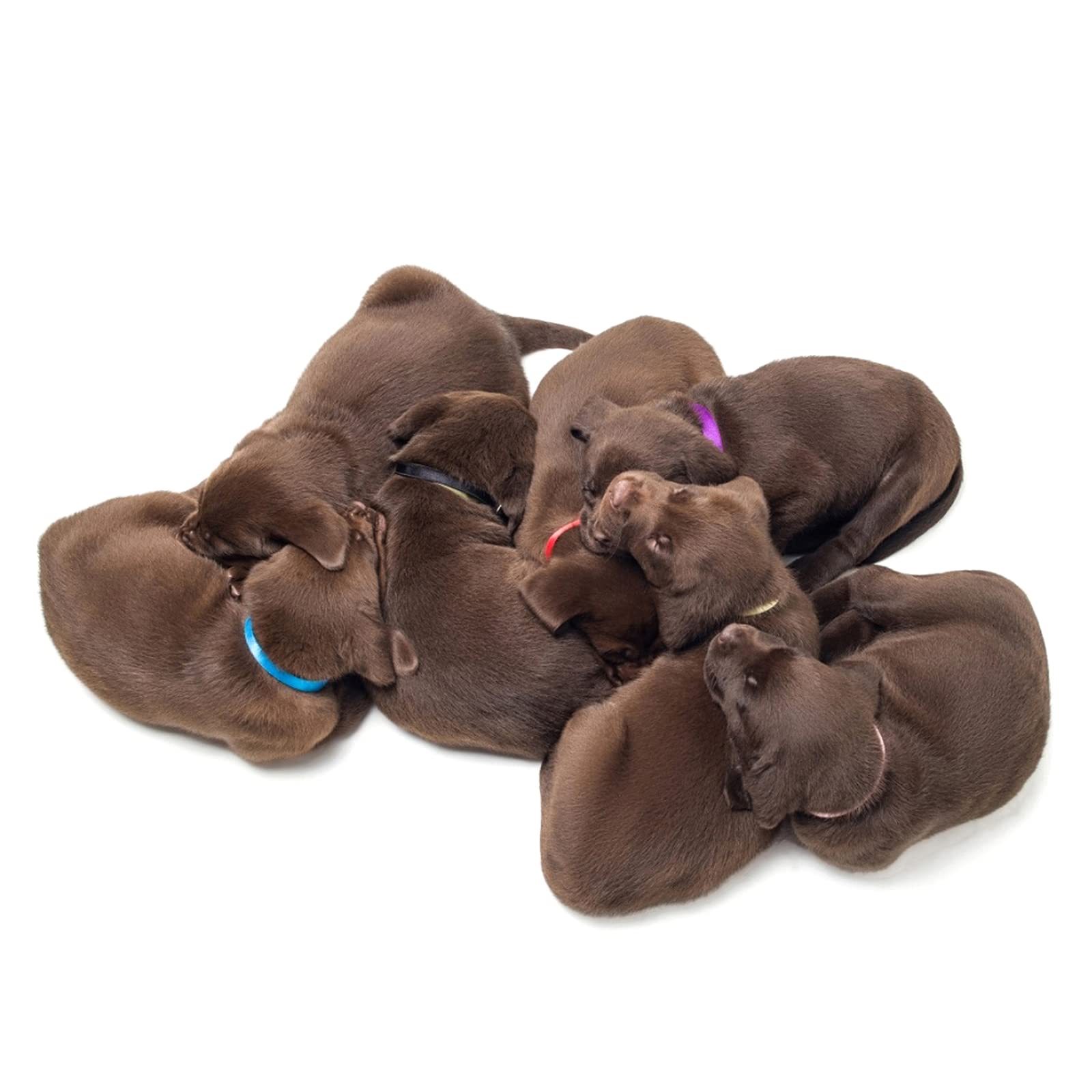 Molain 20 Pezzi Collari per Cuccioli di Piccola Taglia, Fasce Identificative per Cani, Collari per Neonati (30 cm)
