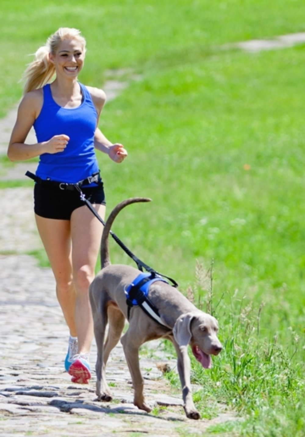 Dingo Jogginggurt 4 in 1 +Hundeleine mit einem Stoßdämpfer Set L/XL Gürtel : 3,0 x 70-130 cm Hundeleine: 2,5 x 120-150 cm Schwarz Frei Hände zum Joggen, Laufen 12779