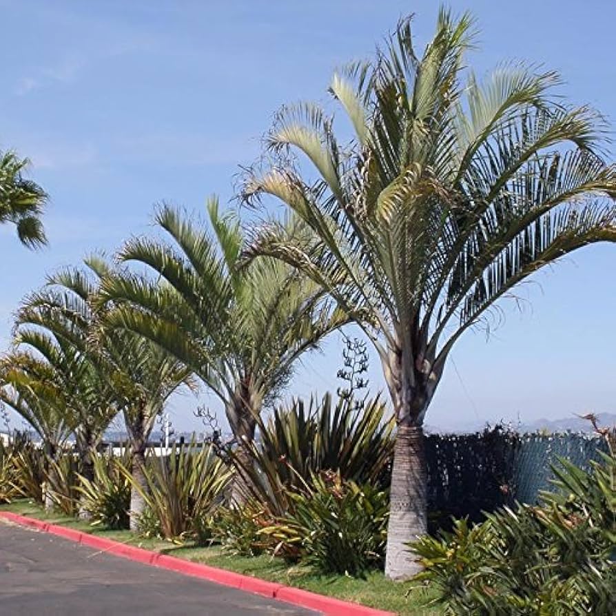 Amazon.co.jp: 【観葉植物／種子】Dypsis Decaryi ミツヤヤシ