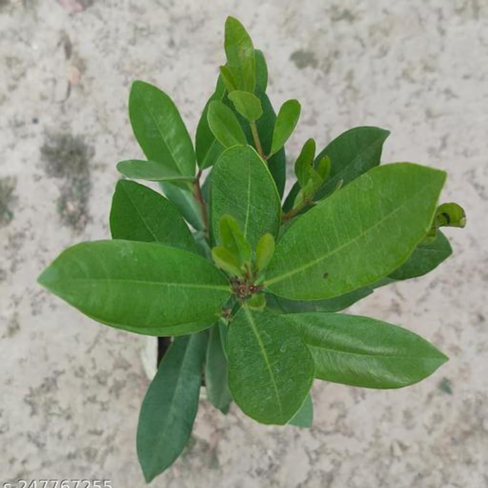 See full amazon price history chart for Cloud Farm All Spice Pimenta Dioica spice scented leaf Spice Live Plants & Tree(1.5-3 Feet Size),CF_41 Cloud Farm All Spice Pimenta Dioica spice scented leaf Spice Live Plants & Tree(1.5-3 Feet Size),CF_41 (B0D5QDYCTP) Amazon Price History, Amazon Price Tracker