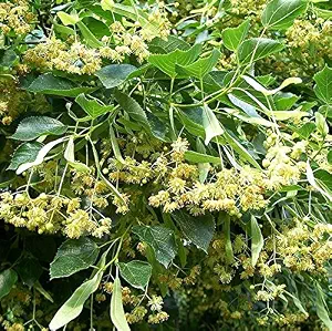 American basswood (Tilia americana)