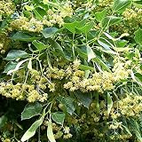 American Linden Tree Seeds (Tilia Americana) Packet of 2 Seeds