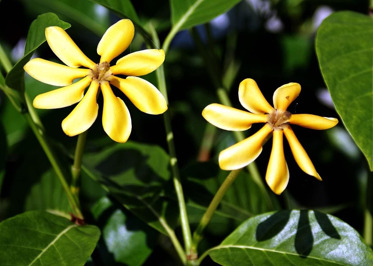 Siam Garden Golden Gardenia Yellow Gandharaj Highly fragrant flowering shrub No Pot (5)
