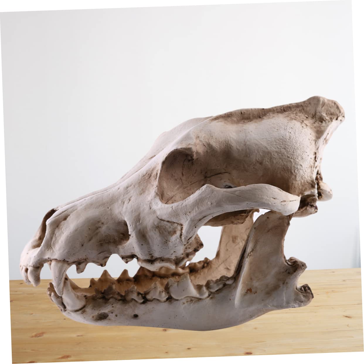 PRETYZOOM Bärenschädel 2st Schädelkopfmodell Aus Harz Home Decor Wohnungseinrichtung Ideas Geschenkeidee Hochstihl Skelett Figur Heim Tiere Wolf Replik Skelett Nachbildung Einer Skelettfigur