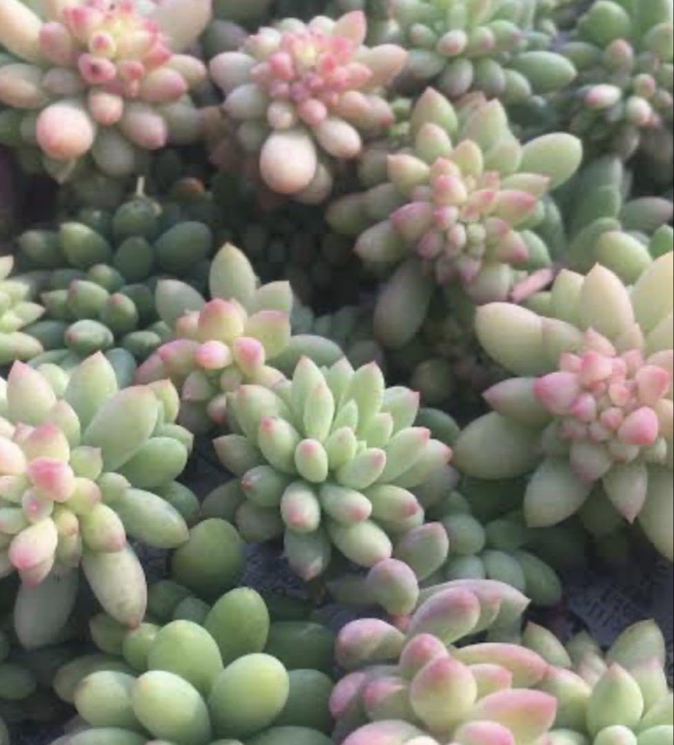 Amazon｜ピンクベリー多肉植物｜観葉植物 オンライン通販