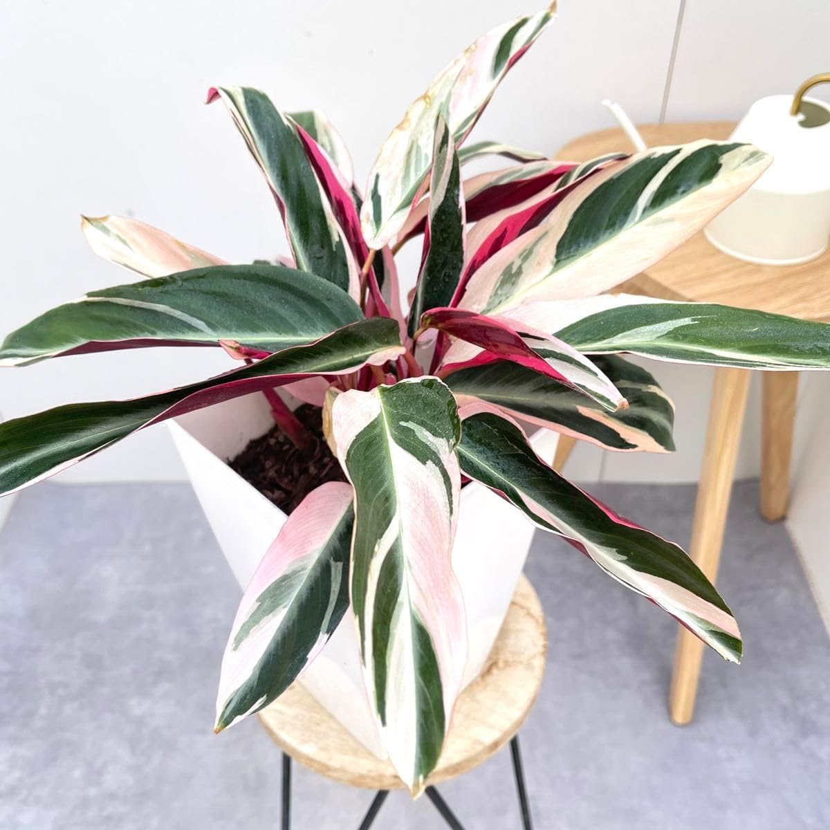 美苗】激レア ストロマンテ トリオスター 斑入り ゴマ斑 抜き苗 美苗