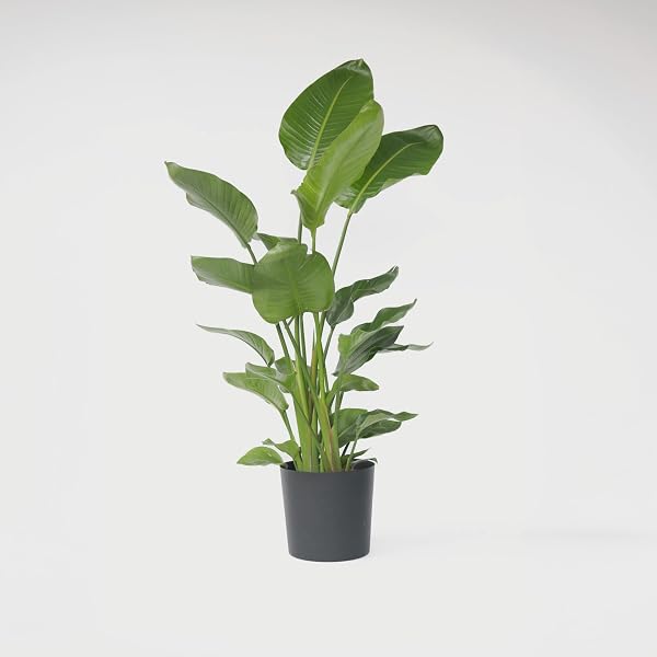 Plant in a Box - XXL Strelitzia Nicolai - Planta grande de interior - Planta de ave del paraíso - Maceta 28cm - Altura 150-170cm - 2