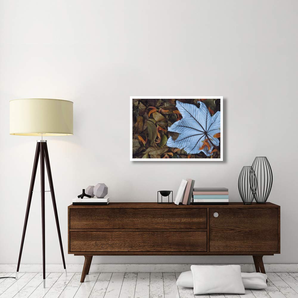Artworks Italia Cecropia Foglia in Cima Aragosta Petali Artiglio sul Pavimento della Foresta pluviale Tropicale, Mesoamerica-Carta Art-38"x26"