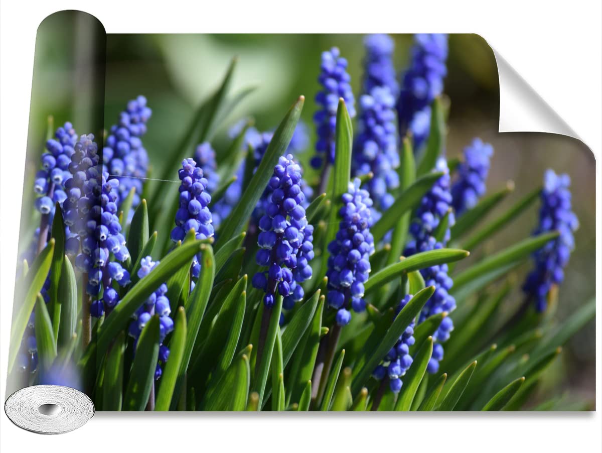 Stickers Muraux Papier Peint Jacinthes Bleus 312x219cm Tulup