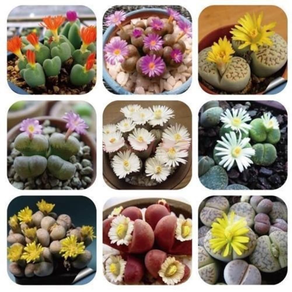 100 Unids Semillas de Lithops Mixtas Piedras Vivas Planta Suculenta Bonsai Semillas de Decoración de Jardín para Plantar Jardín Semillas de Lithops