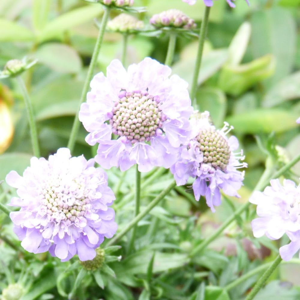 Scabiosa Japonica 'Ritz Blue' - Compact Sky-Blue Pincushion Blooms on Airy Stems, Ideal for Containers and Wildlife Gardens, 1X 1 Litre Pot by Thompson and Morgan