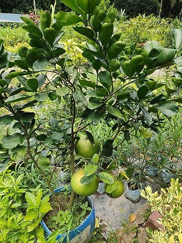 Image of GreenWorld Special Big Size All Time Batabi Lemon /Lebu Plant,(GRAFTED /GUTI KOLOM) Healthy Live Plant,''Fruit After 1 Year''