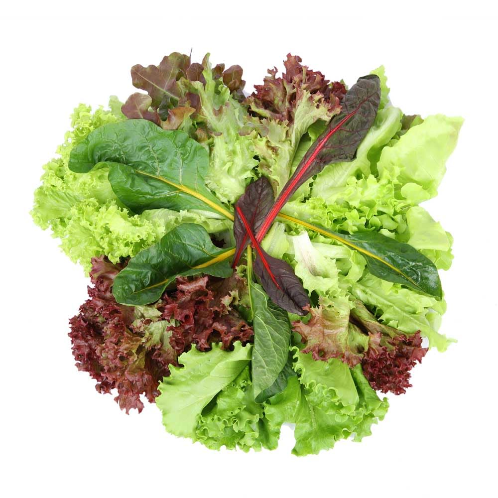 Mix Lettuce Hydroponically Grown (approx.100gm) Pack