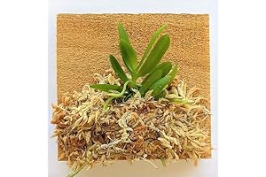 BLOOMIFY Orchids - Haraella retrocalla