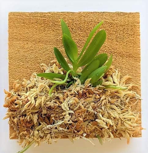 BLOOMIFY Mounted Miniature Orchid - Haraella retrocalla - Wrapped with Long F...